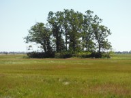 An island in the marsh
