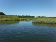 More of the marshland